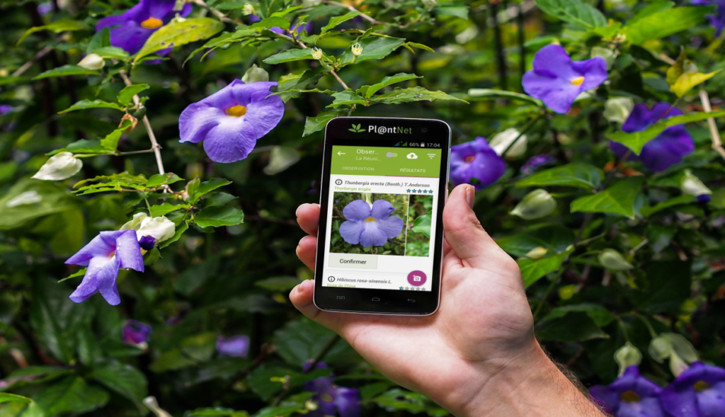 Quelle appli gratuite pour reconnaître les plantes ?